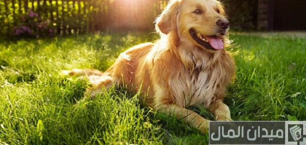 اسعار الكلاب الجولدن 2024 اسعار الكلاب الجولدن