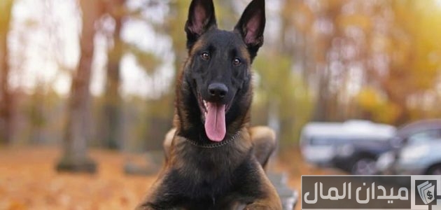 اسعار الكلاب المالينو 2024 اسعار الكلاب المالينو