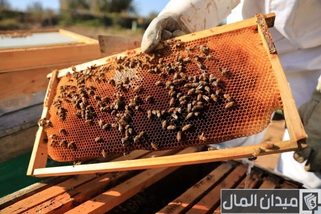 فكرة مشروع مربحة بدون رأس مال فكرة مشروع مربحة بدون رأس مال