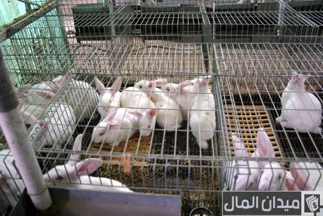 فكرة مشروع مربحة بدون رأس مال فكرة مشروع مربحة بدون رأس مال