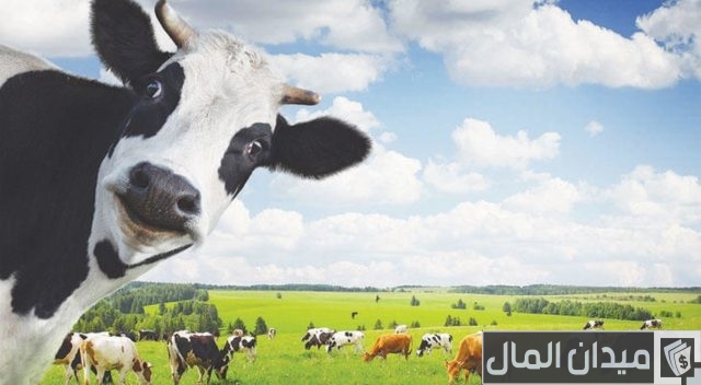 أسعار البقر في السعودية أسعار البقر في السعودية