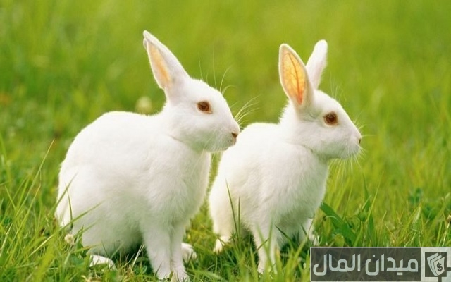 أمراض الأرانب بالصور أمراض الأرانب بالصور