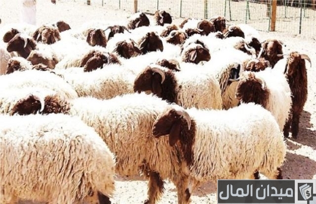 أحسن وأجود انواع الخرفان في مصر سلالات الوجه البحري