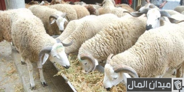أحسن وأجود انواع الخرفان في مصر سلالات الوجه القبلي