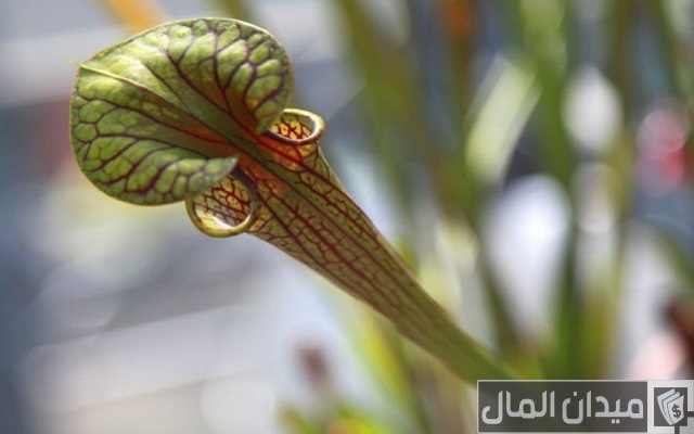 كيفية العناية بنبات الجاردينيا الهولندية كيفية العناية بنبات الجاردينيا الهولندية