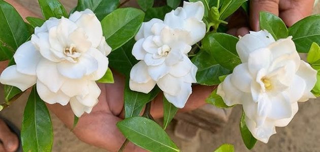 نصائح العناية بنبات الجاردينيا الهولندية كيفية العناية بنبات الجاردينيا الهولندية