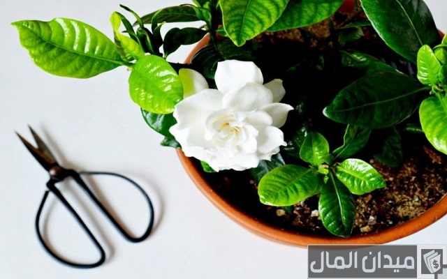 كيفية العناية بنبات الجاردينيا الهولندية كيفية العناية بنبات الجاردينيا الهولندية