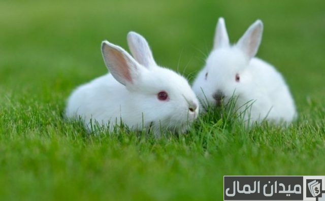 أماكن بيع سلالات الأرانب في مصر أماكن بيع سلالات الأرانب في مصر