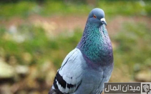 أحسن انواع الحمام للتربية أحسن انواع الحمام للتربية