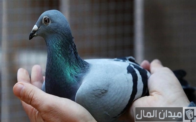 أحسن انواع الحمام للتربية أحسن انواع الحمام للتربية