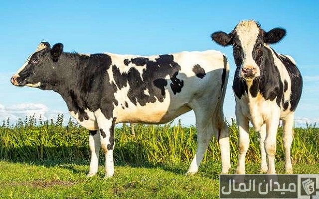 أفضل 5 أفكار لمشاريع الإنتاج الحيواني مربحة أفضل 5 أفكار لمشاريع الإنتاج الحيواني مربحة