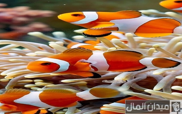 أفكار مشاريع خارج الصندوق أفكار مشاريع خارج الصندوق