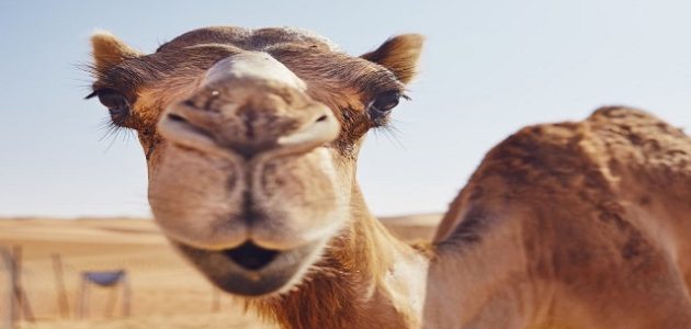 أين يعيش الجمل وماذا يأكل أين يعيش الجمل