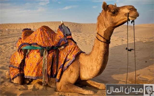 أين يعيش الجمل أين يعيش الجمل
