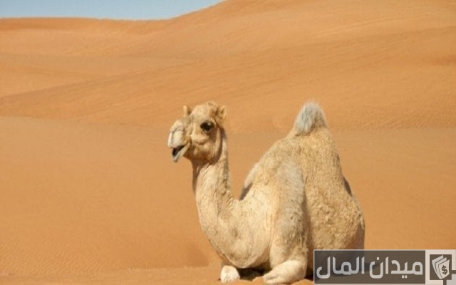 أين يعيش الجمل أين يعيش الجمل