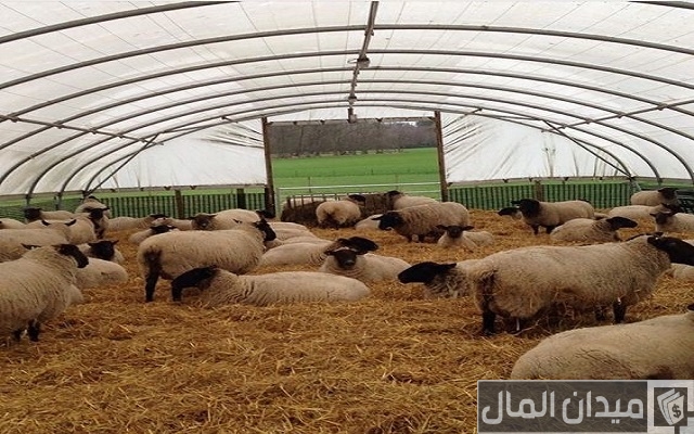 افضل المشاريع في مصر الان وأكثر تلك المشاريع ربحًا افضل المشاريع في مصر الان وأكثر تلك المشاريع ربحًا