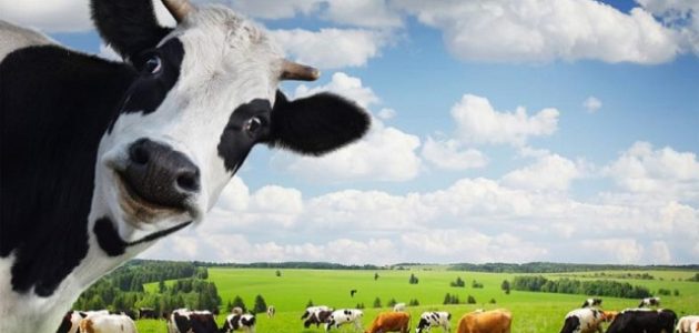 تربية الأبقار الحلوب في السودان تربية الأبقار الحلوب في السودان + دراسة جدوى جاهزة
