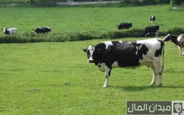 تربية الأبقار الحلوب في السودان + دراسة جدوى جاهزة تربية الأبقار الحلوب في السودان + دراسة جدوى جاهزة