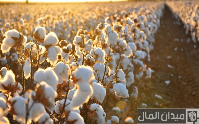ما هي أكبر الدول المنتجة للقطن في العالم؟ ما هي أكبر الدول المنتجة للقطن في العالم؟