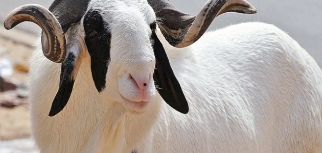 قائمة مكونات علف تسمين الأغنام مكونات علف تسمين الأغنام