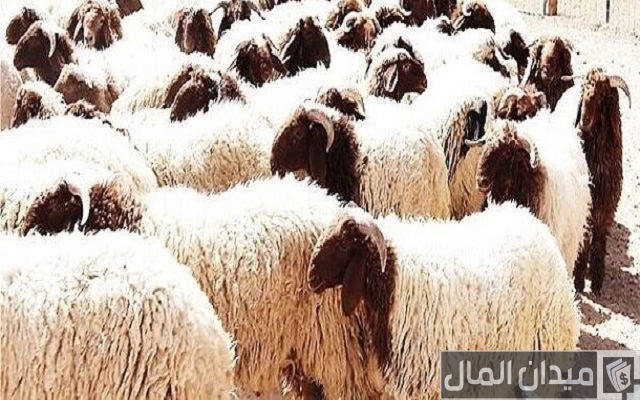 مكونات علف تسمين الأغنام مكونات علف تسمين الأغنام