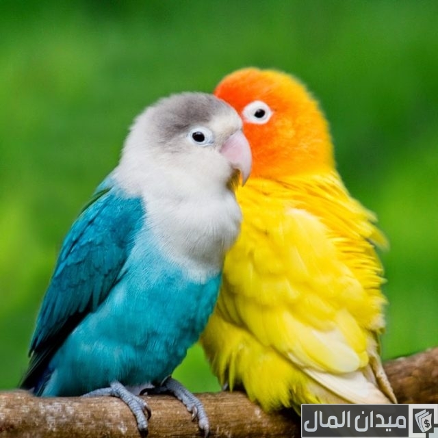 أفضل أنواع الكناري للتربية والإنتاج أفضل أنواع الكناري للتربية والإنتاج