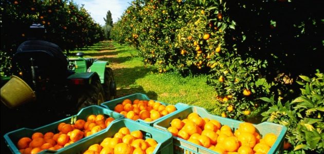 دراسة جدوى مشروع تصدير البرتقال مشروع تصدير البرتقال إلى دول العالم بالخطوات