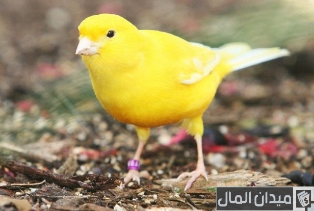 أفضل أنواع الكناري للتربية والإنتاج أفضل أنواع الكناري للتربية والإنتاج