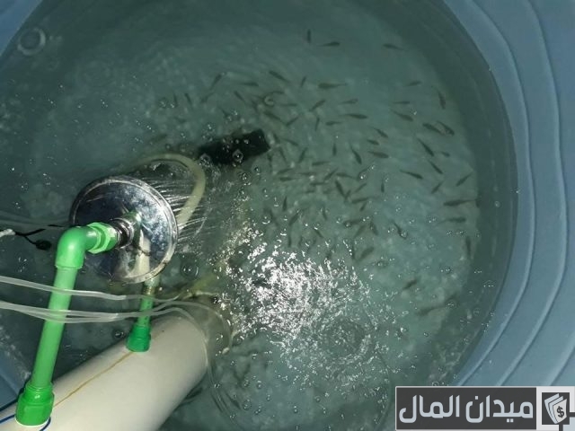 دراسة جدوى تربية السمك على الأسطح دراسة جدوى تربية السمك على الأسطح