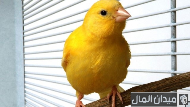 أفضل أنواع الكناري للتربية والإنتاج أفضل أنواع الكناري للتربية والإنتاج