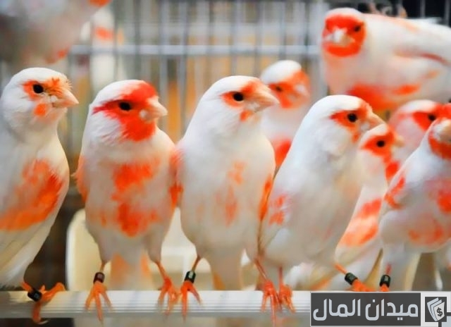 أفضل أنواع الكناري للتربية والإنتاج أفضل أنواع الكناري للتربية والإنتاج