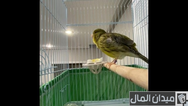 أنواع الكناري واسمائها بالصور أفضل أنواع الكناري للتربية والإنتاج