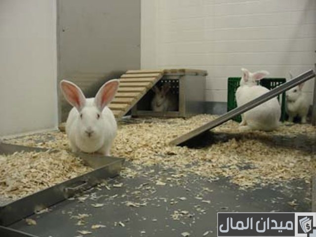 تربية الأرانب في الأقفاص تربية الأرانب في الأقفاص