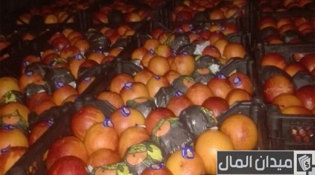 مشروع تصدير البرتقال إلى دول العالم بالخطوات مشروع تصدير البرتقال إلى دول العالم بالخطوات