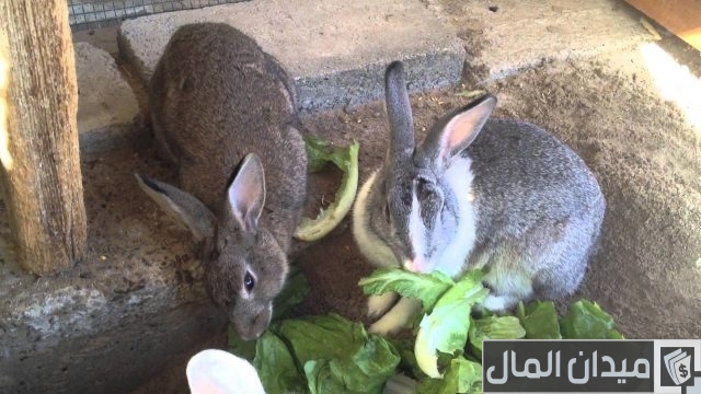 تربية الأرانب على البلاط أو الأرض بالتفصيل تربية الأرانب على البلاط أو الأرض بالتفصيل