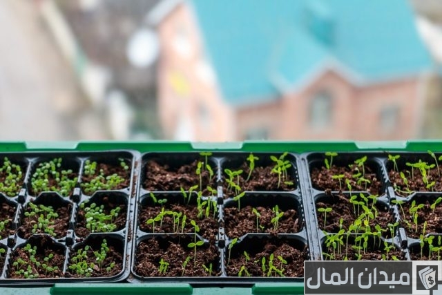 إنتاج شتلات الخضر تحت الصوب الزراعية إنتاج شتلات الخضر تحت الصوب الزراعية