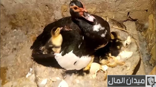 تربية البط السوداني في المنزل تربية البط السوداني في المنزل