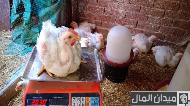 وزن الفراخ البيضاء عمر 30 يوم وزن الفراخ البيضاء عمر 30 يوم