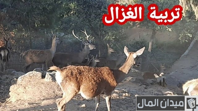 دراسة جدوى تربية الغزلان في مصر بالتفصيل دراسة جدوى تربية الغزلان في مصر بالتفصيل