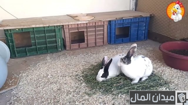 دراسة جدوى مشروع تربية الأرانب على سطح المنزل دراسة جدوى مشروع تربية الأرانب على سطح المنزل