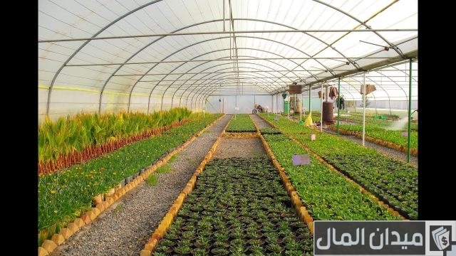 إنتاج شتلات الخضر تحت الصوب الزراعية إنتاج شتلات الخضر تحت الصوب الزراعية