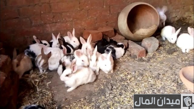 تربية الأرانب على البلاط أو الأرض بالتفصيل تربية الأرانب على البلاط أو الأرض بالتفصيل