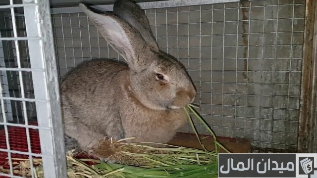 تربية الأرانب في الأقفاص تربية الأرانب في الأقفاص