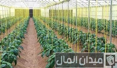 إنتاج شتلات الخضر تحت الصوب الزراعية المحمية إنتاج شتلات الخضر تحت الصوب الزراعية