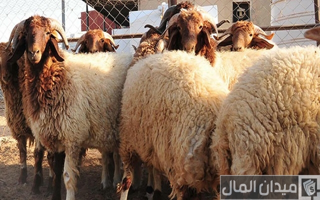 أماكن بيع سلالات الأغنام والماعز في مصر أماكن بيع سلالات الأغنام والماعز في مصر