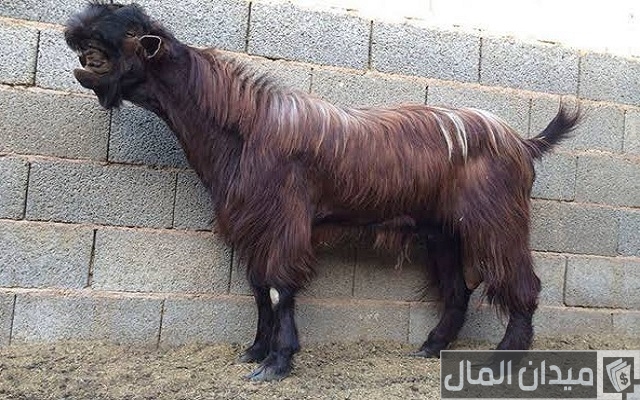 أماكن بيع سلالات الأغنام والماعز في مصر أماكن بيع سلالات الأغنام والماعز في مصر