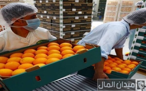 مشروع تصدير البرتقال إلى دول العالم بالخطوات مشروع تصدير البرتقال إلى دول العالم بالخطوات