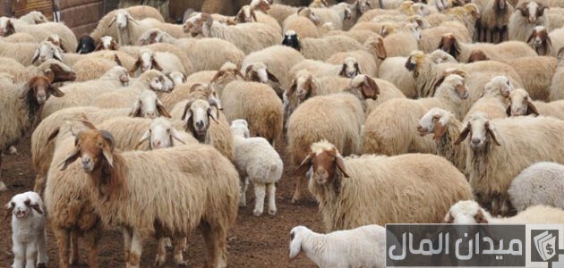 دراسة جدوى مشروع تربية الأغنام في مصر مشروع تربية الأغنام في مصر
