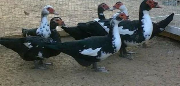 نصائح تربية وتسمين البط السوداني في المنزل تربية البط السوداني في المنزل