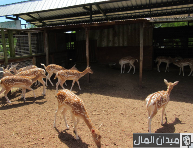 دراسة جدوى تربية الغزلان في مصر بالتفصيل دراسة جدوى تربية الغزلان في مصر بالتفصيل
